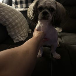 Rocky - Shih Tzu