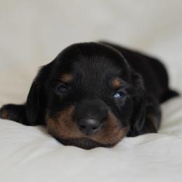Caroline - Black and tan female Dachshund puppy in Memphis, Tennessee from Lone River Dachshunds