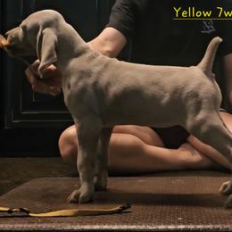 Yellow Collar - Silver gray female Weimaraner puppy in Indiana from So-IN Weimaraner's