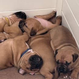 American Pit Bull Terriers from Floss Dog Kennels