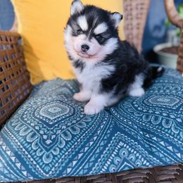 Miracle - Black and white female Pomsky puppy in Yavapai County, Arizona from Pawsh Pomskies