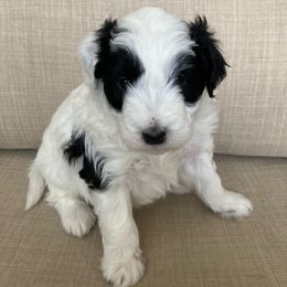Aussiedoodle Puppies from Ford Canyon Aussidoodles
