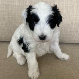 Aussiedoodle Puppies from Ford Canyon Aussidoodles