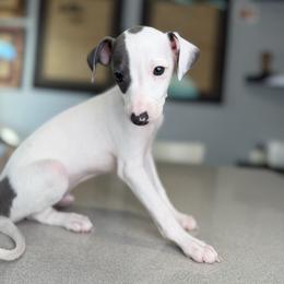 Pluto - White and blue male Italian Greyhound puppy in New York, New York from Julia's Italian Greyhounds