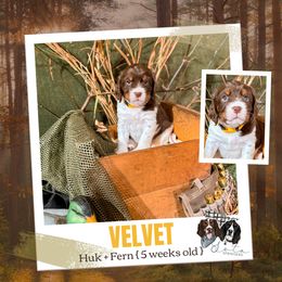 Velvet - Liver white and tan female English Springer Spaniel puppy in Albany, Minnesota from Farm Fresh Labradors & English Springers