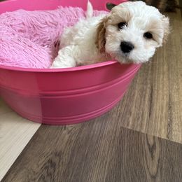 Cavalier King Charles Spaniel and Cavapoo Puppies from PJE Cavs and Poos