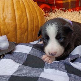 Patsy - Black and white female Border Collie puppy in Dundy County, Nebraska from Stag Valley Homestead