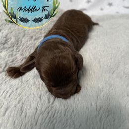 Boy 3 - Brown Poodle puppy in Shelbyville, Tennessee from Rains Poodles Of Middle TN