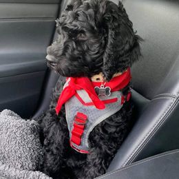 Goldendoodle Puppies from Central Texas Poodles and Doods