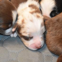 Girl 1 - female Australian Shepherd puppy in Bloomfield, New York from Wayward Trails Kennel