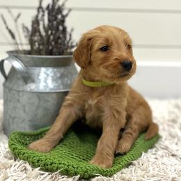 Rafiki - Light Green Collar - Apricot male Goldendoodle puppy in Arlington, Washington from Anderson Goldendoodles