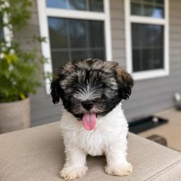 Miko - Black and white male Havanese puppy in Franklinton, North Carolina from Happytailspuppies