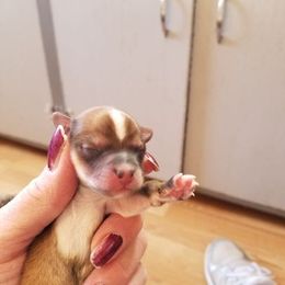 Yorkshire Terrier Puppies from 1st St Yorkies