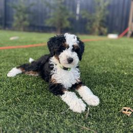 Mr. Green - Black tri-color male Aussiedoodle puppy in San Antonio, Texas from Lovable Doodles SA