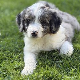 Boy 3 - White and blue merle male Bordoodle puppy in Shelton, Washington from Prophecy Kennels
