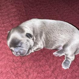 Shih Tzu Puppies from Lavender Lane Tzus