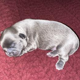 Shih Tzu Puppies from Lavender Lane Tzus