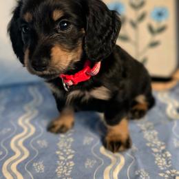 Buddy 2100 - Black and cream male Dachshund puppy in Lexington, Oklahoma from Long Doggy Acres Miniature Dachshunds