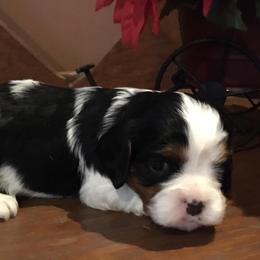 Cavalier King Charles Spaniels from Lea’s Cavalier Kennel