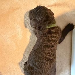 Green - Black male Poodle puppy in Atlanta, Georgia from Syren House Doodles & Poodles