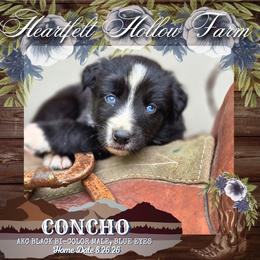 Concho - Black & white male Australian Shepherd puppy in Keyser, West Virginia from Heartfelt Hollow Farm