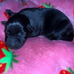 Black Boy - Green Collar - Black male German Shepherd puppy in St. Cloud, Florida from Pray Love Shepherd Kennels