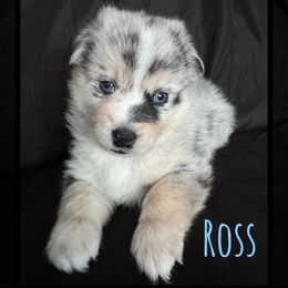Pomsky Puppies from Miles of Smiles Pomskies