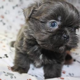 Shih Tzu Puppies from Gypsy Breeze Kennels