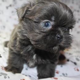 Shih Tzu Puppies from Gypsy Breeze Kennels