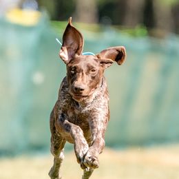 Spyro - German Shorthaired Pointer
