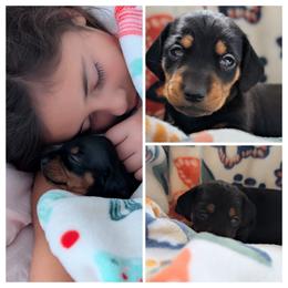 Girl 2 - Black and tan female Dachshund puppy in Ormond Beach, Florida from Manpaw Puppies