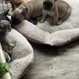 French Bulldog Puppies from Orderofthebulldogs, LLC