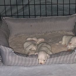 Maltese Puppies from California AKC Maltese & Yorkies