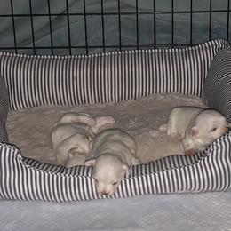 Maltese Puppies from California AKC Maltese & Yorkies