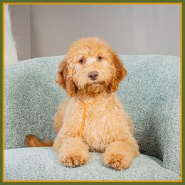 Truvy - Red female Cockapoo puppy in Connersville, Indiana from Deaz Doodle Ranch