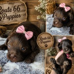 Le Ve Est Bel (Bella) - Brown female Shihpoo puppy in Delphos, Ohio from Route 66 Puppies