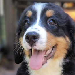 Bernese Mountain Dogs and Golden Retrievers from Millstone Kennel