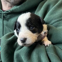 Reggae - Black female Border Collie puppy in Memphis, New York from Dual Traxx Border Collies