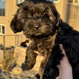 Schnoodle Puppies from Roux's Munchkins