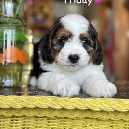 Friday - Black tri-color female Aussiedoodle puppy in Lancaster, Minnesota from Finney Ranch