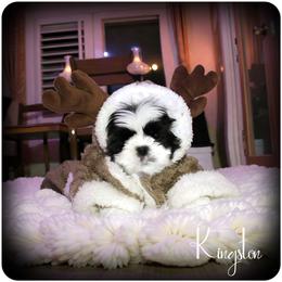 Kingston - Brindle and white male Shih Tzu puppy in Warren, Michigan from Danielle's Yorkie & Shih Tzu Babies