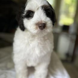 Kingston - Chocolate male Australian Labradoodle puppy in Chuluota, Florida from Delano Australian Labradoodles