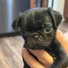 Puppy 2 - Black male Pug puppy in Salem, Oregon from Loda's Pugs