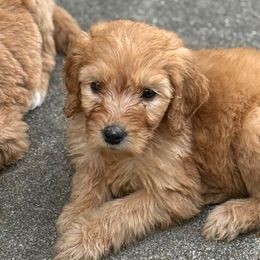 Penny - Red  female Goldendoodle puppy in Richlands, North Carolina from Poodlesndoodles