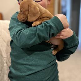 Dachshund Puppies from Silver Dach Farms