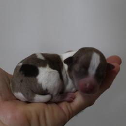 Strawberry Shortcake - Chocolate and white female Chihuahua puppy in Willamina, Oregon from Cherished Chihuahuas
