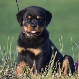 Indira - Black and mahogany female Rottweiler puppy in Catawissa, Pennsylvania from Sharp Ridge Rottweilers