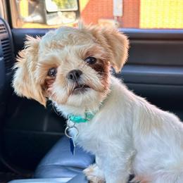 Lana - Shih Tzu