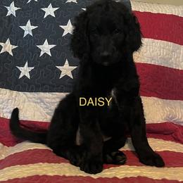 Goldendoodle Puppies from Oodles of Doodles