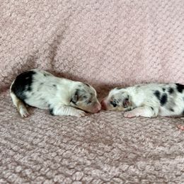 Girl 1 - Blue merle female Australian Shepherd puppy in Rochester, Massachusetts from Clover Creek Aussies